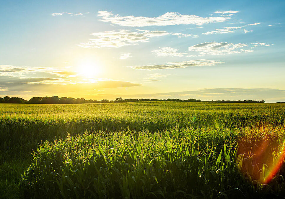 corn fields landscape